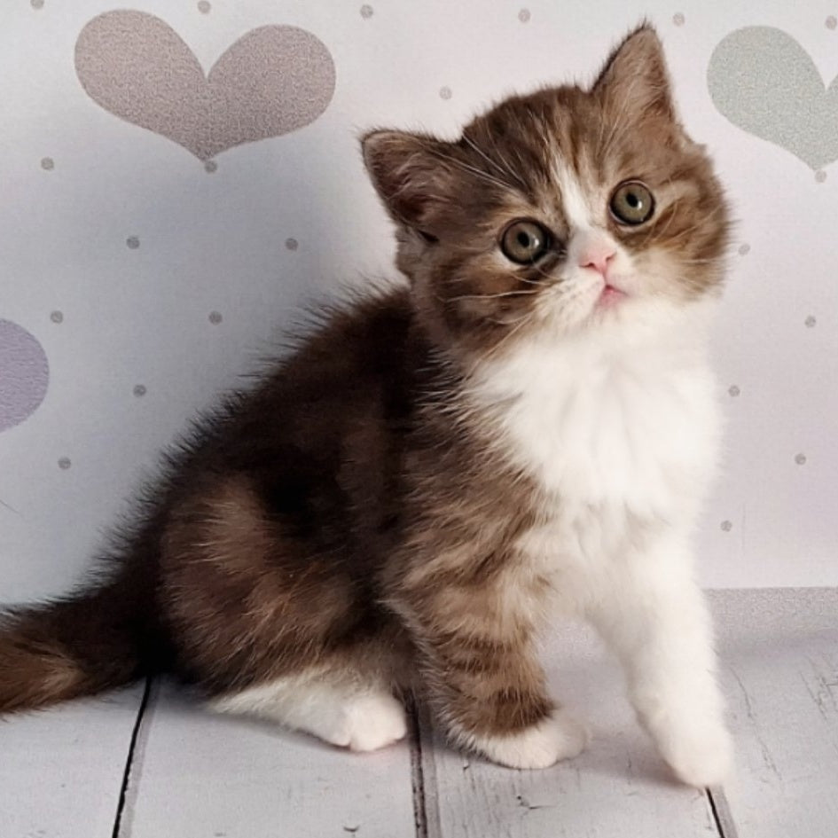 Blossom Scottish Straight male, chocolate tabby bicolour