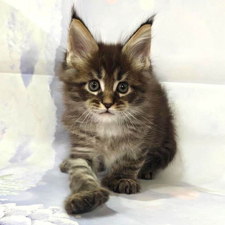 Teddy Maine Coon polydactyl 6x6x6x6 male, black tabby