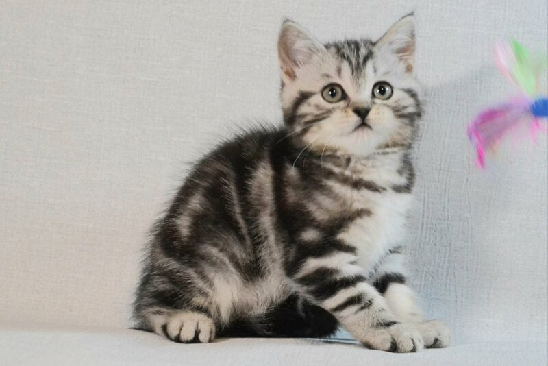 Silwa Scottish Straight female black silver tabby - live animals