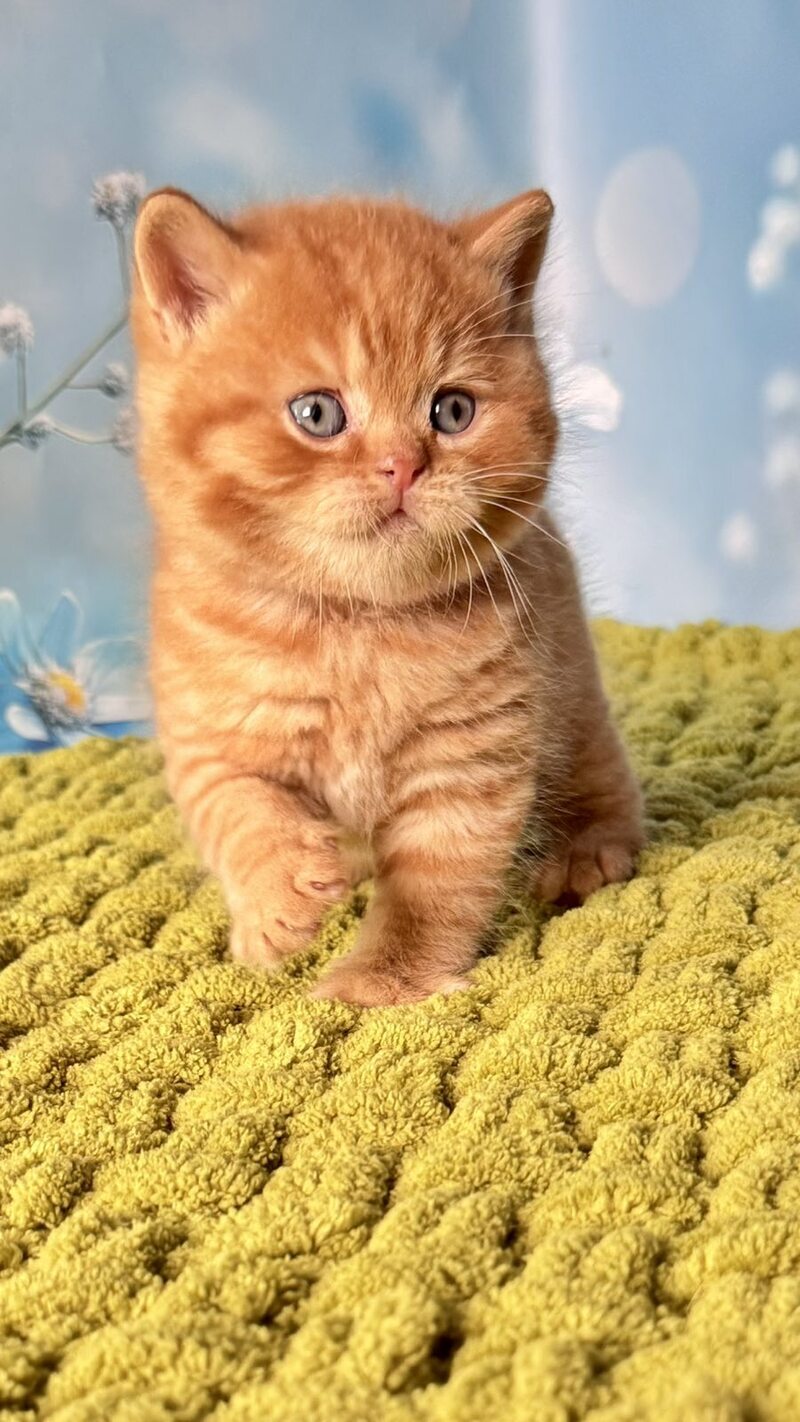 George British Shorthair male red - live animals