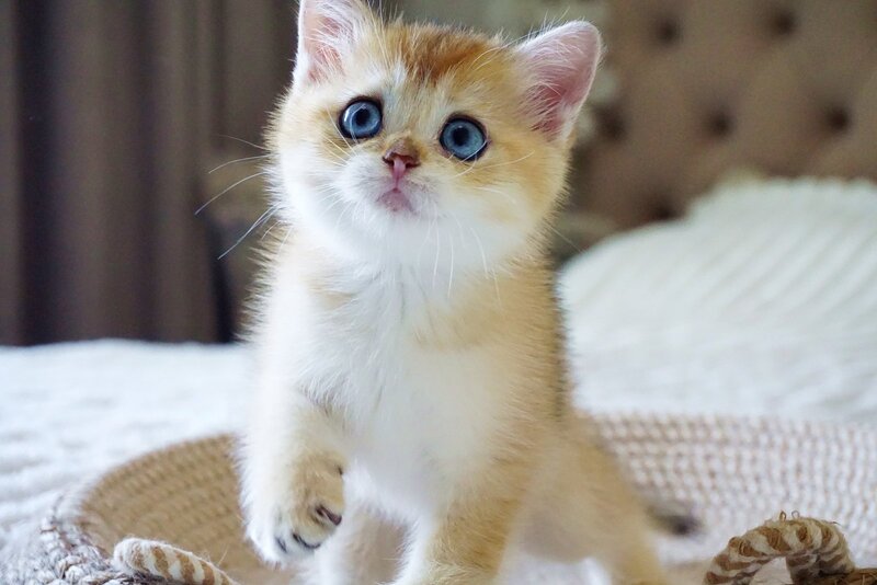 Grayson British Shorthair male, black golden shaded with white
