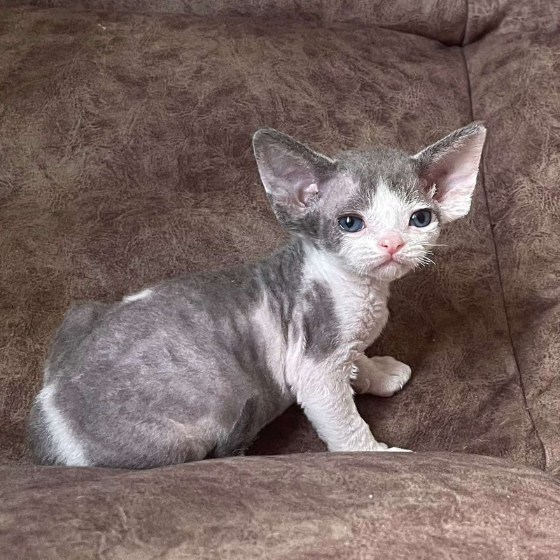 Vasilisa Devon Rex female, blue bicolour