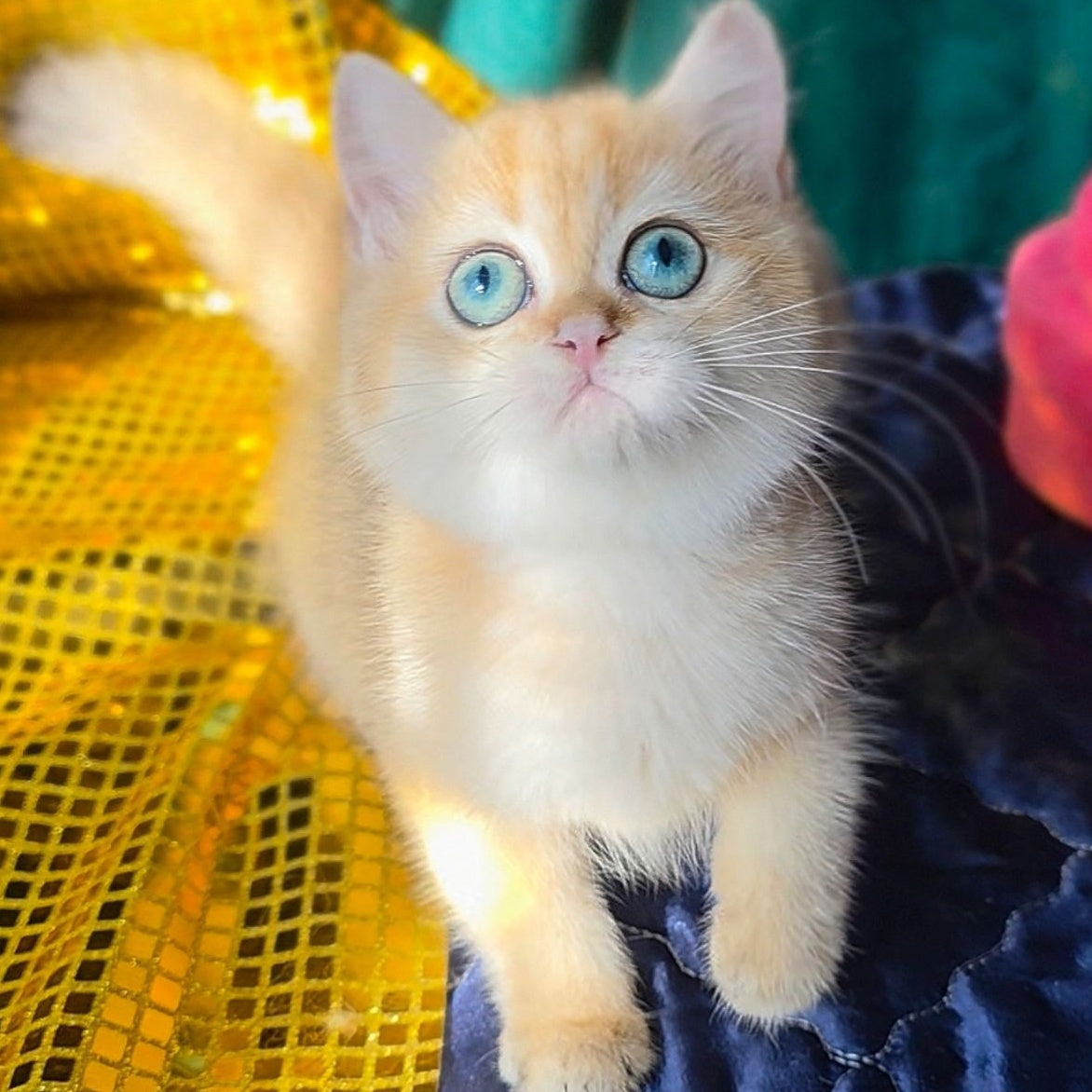 Trinity British Shorthair female, black golden shaded