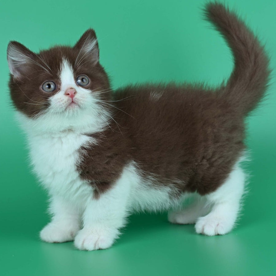 Jin British Shorthair male, chocolate bicolour
