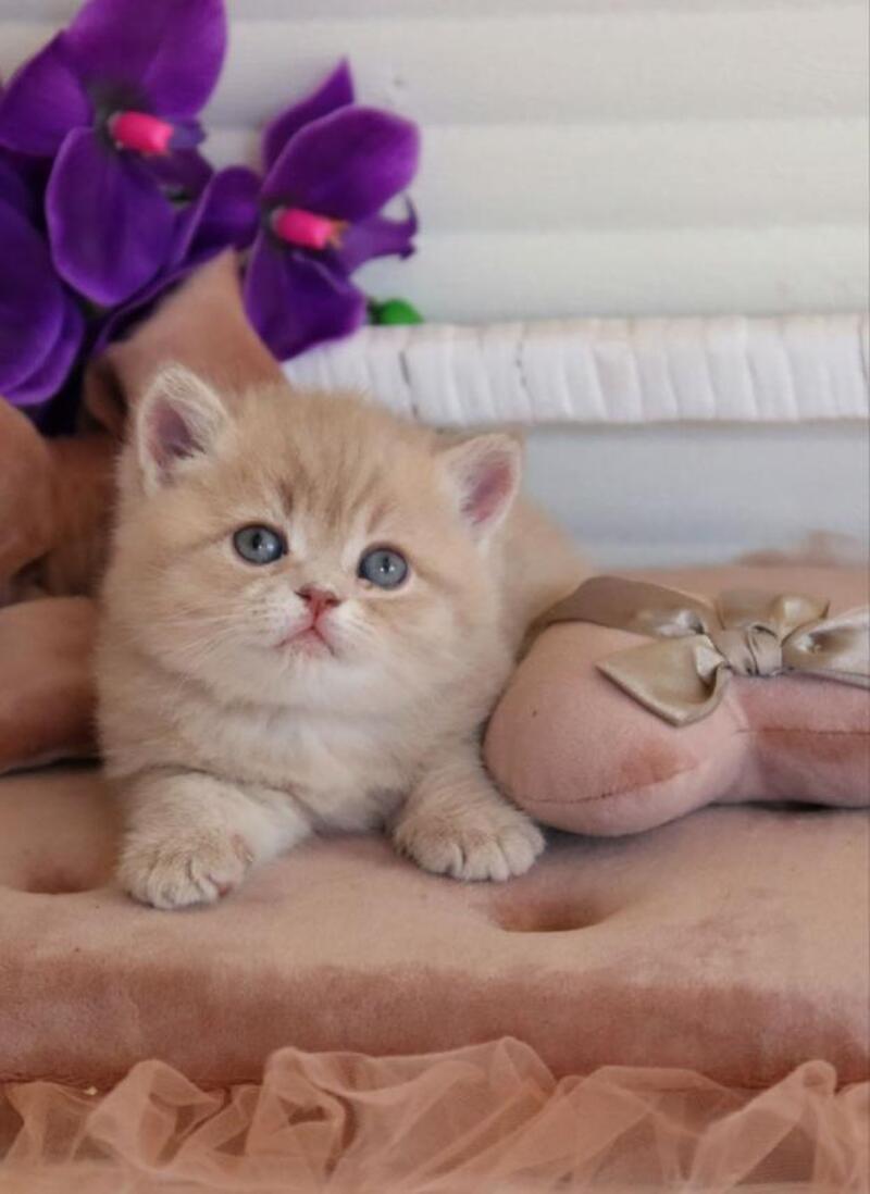 Bella British Shorthair female lilac golden shaded - live animals