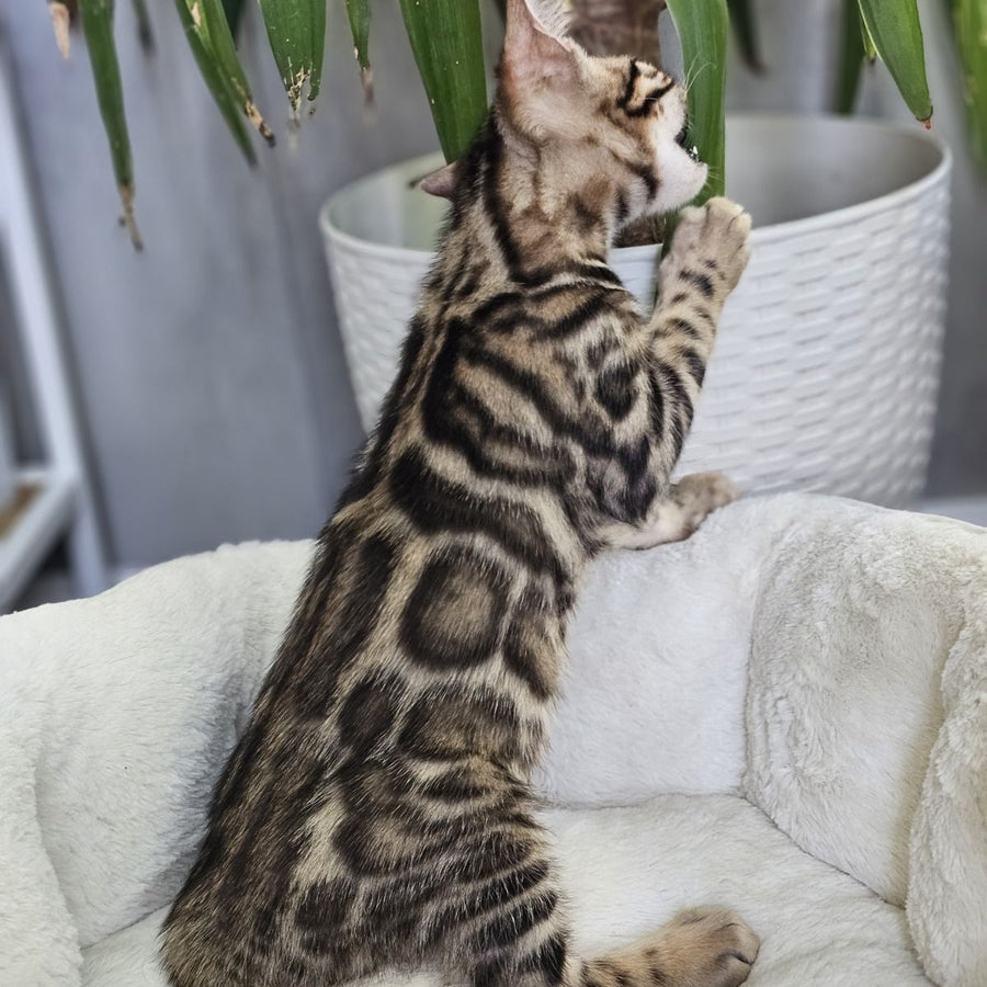 Titan Bengal male, black spotted tabby