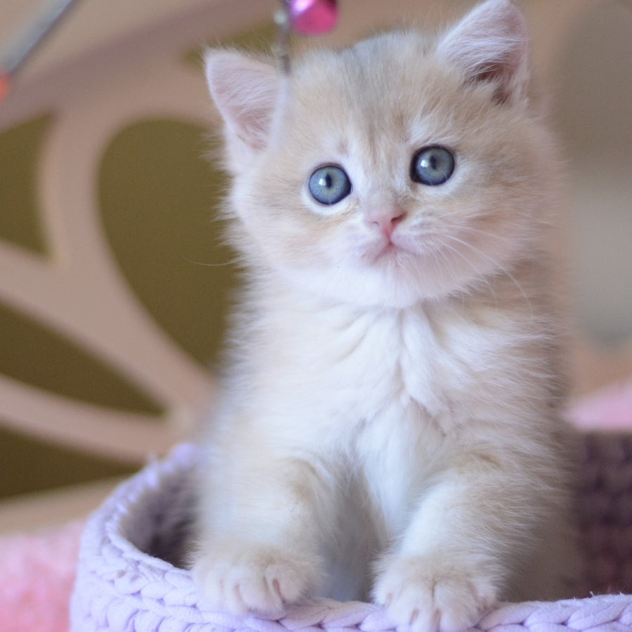 Yanina British Shorthair female, blue golden chinchilla