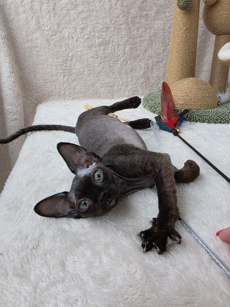 Carmensita Devon Rex female black - live animals