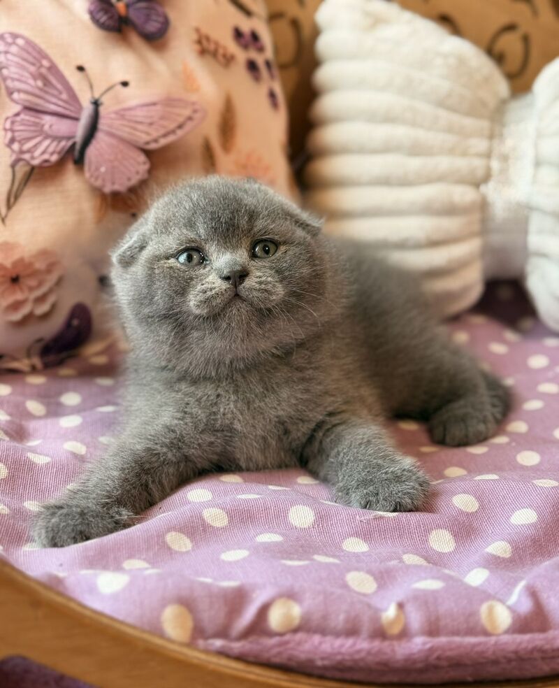 Potapuf Scottish Fold male, blue