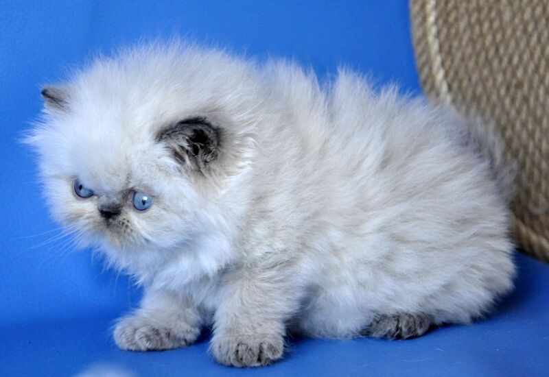 Coco Persian male blue lynx pointed - live animals