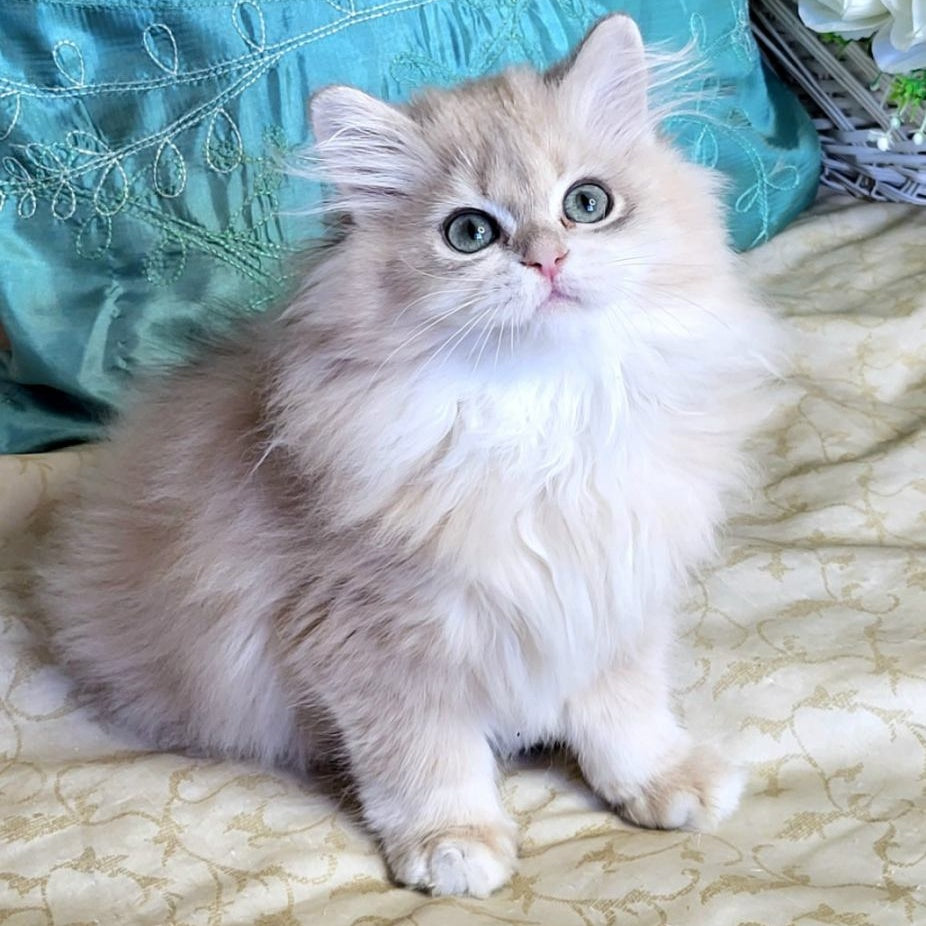 Zemfira British Longhair female, blue golden chinchilla
