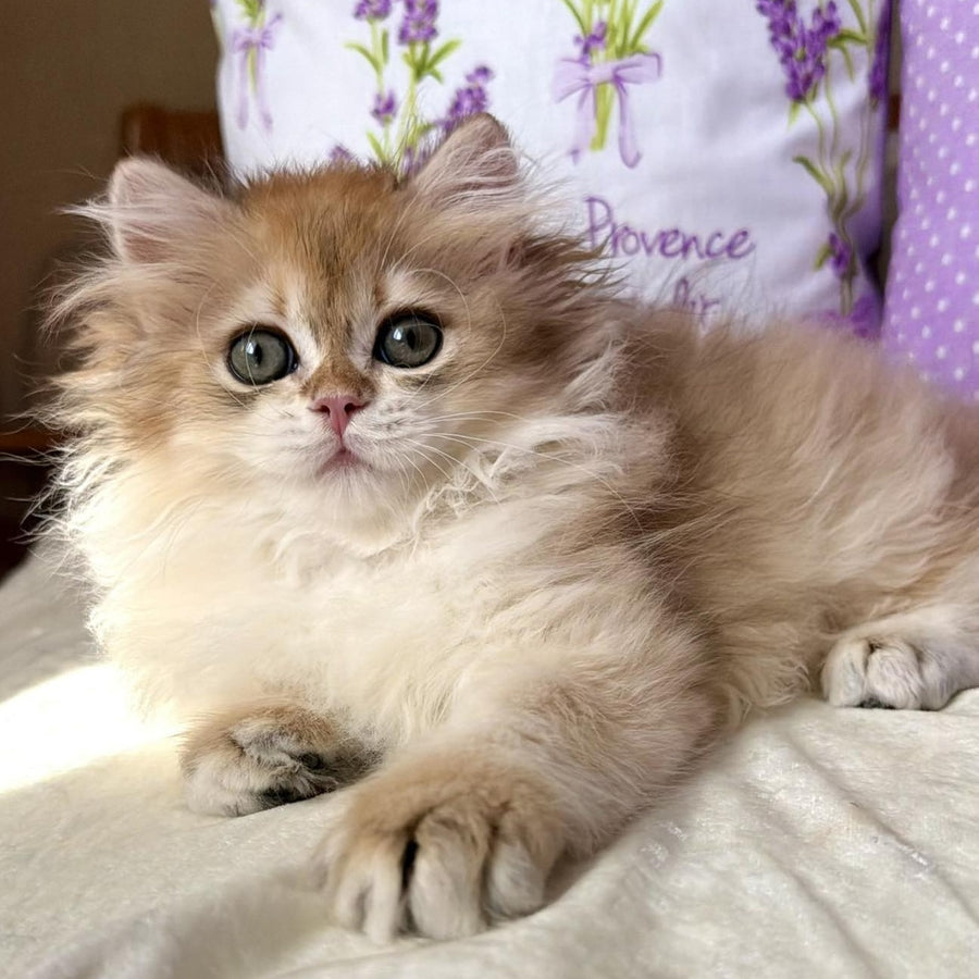 Carim British Longhair male, black golden chinchilla