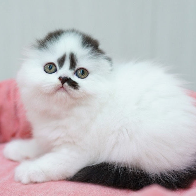 Vibe Scottish Fold male, black harlequin