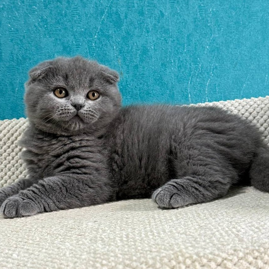 Barney Scottish Fold male, blue