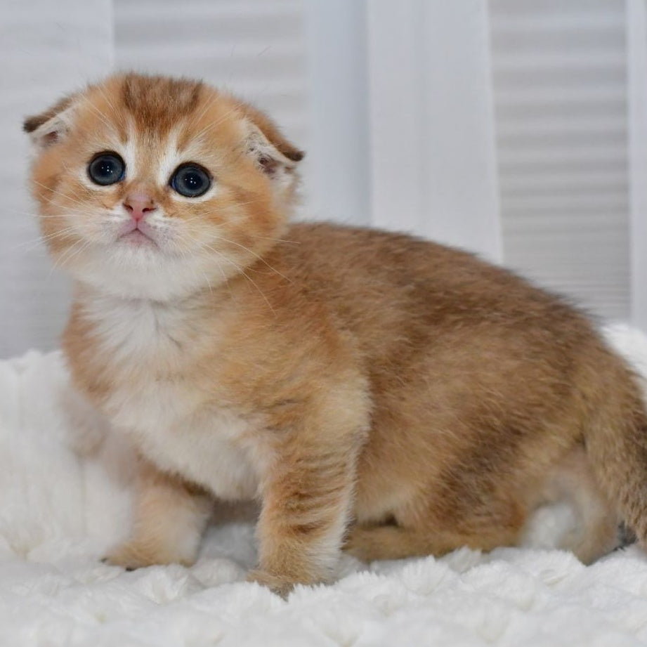 Nolan Scottish Fold male, black golden shaded