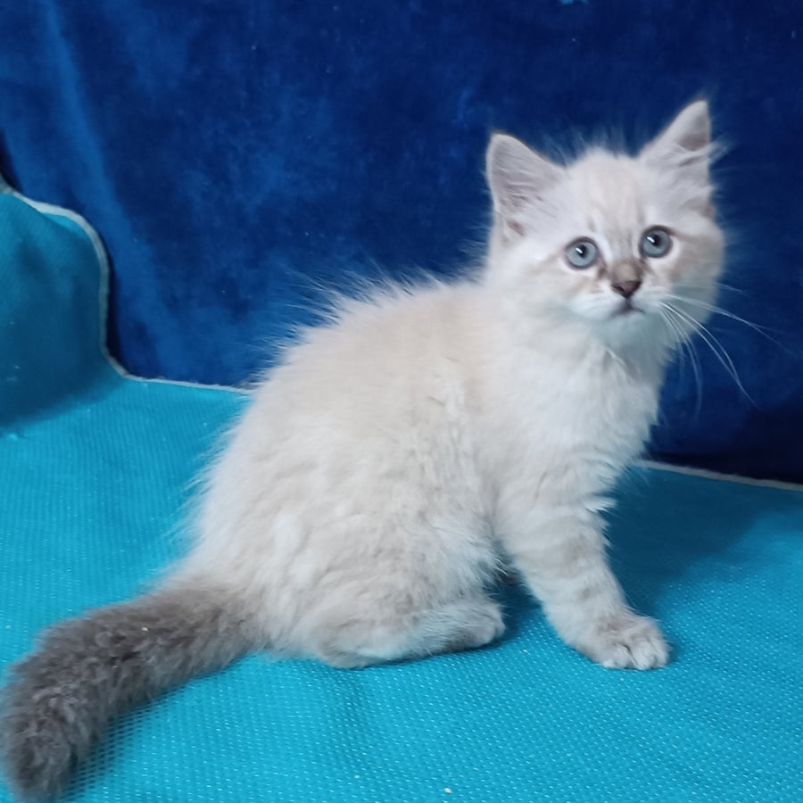 Duncan Siberian male, blue tabby pointed