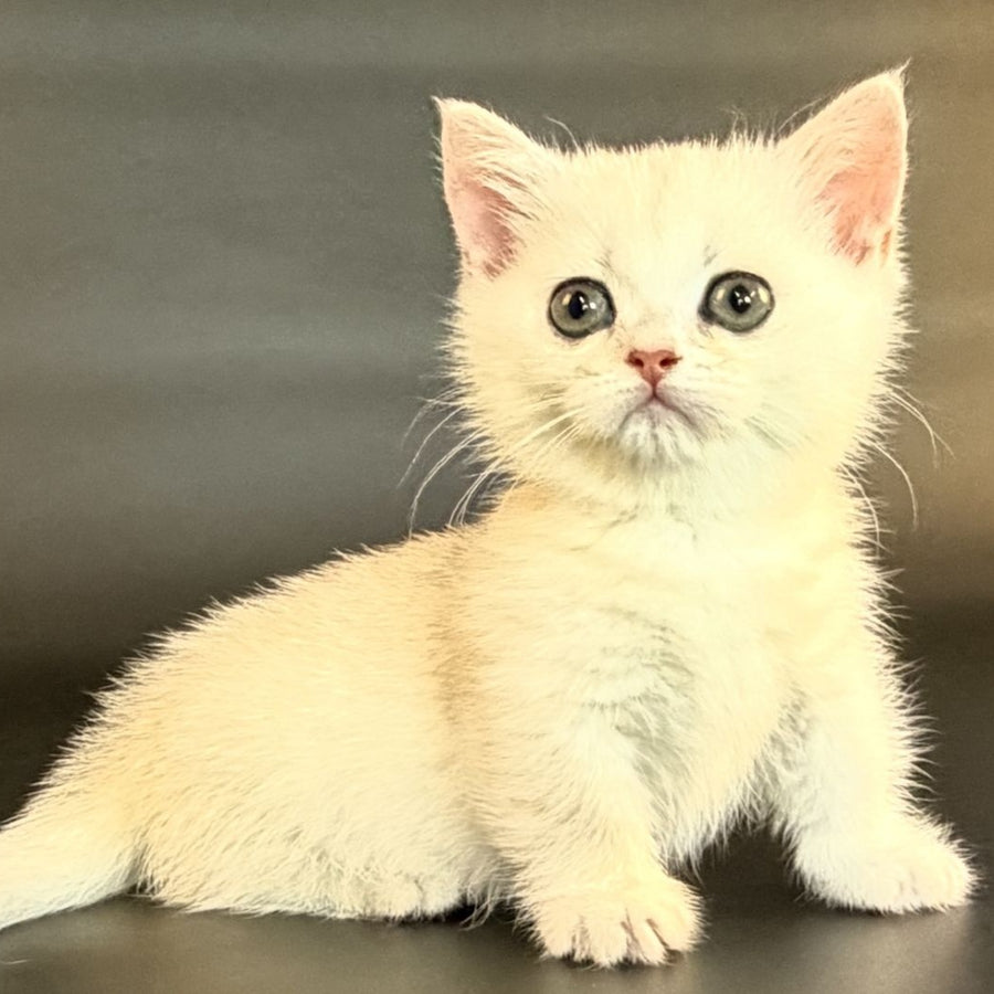 Raven Munchkin female, black silver shaded