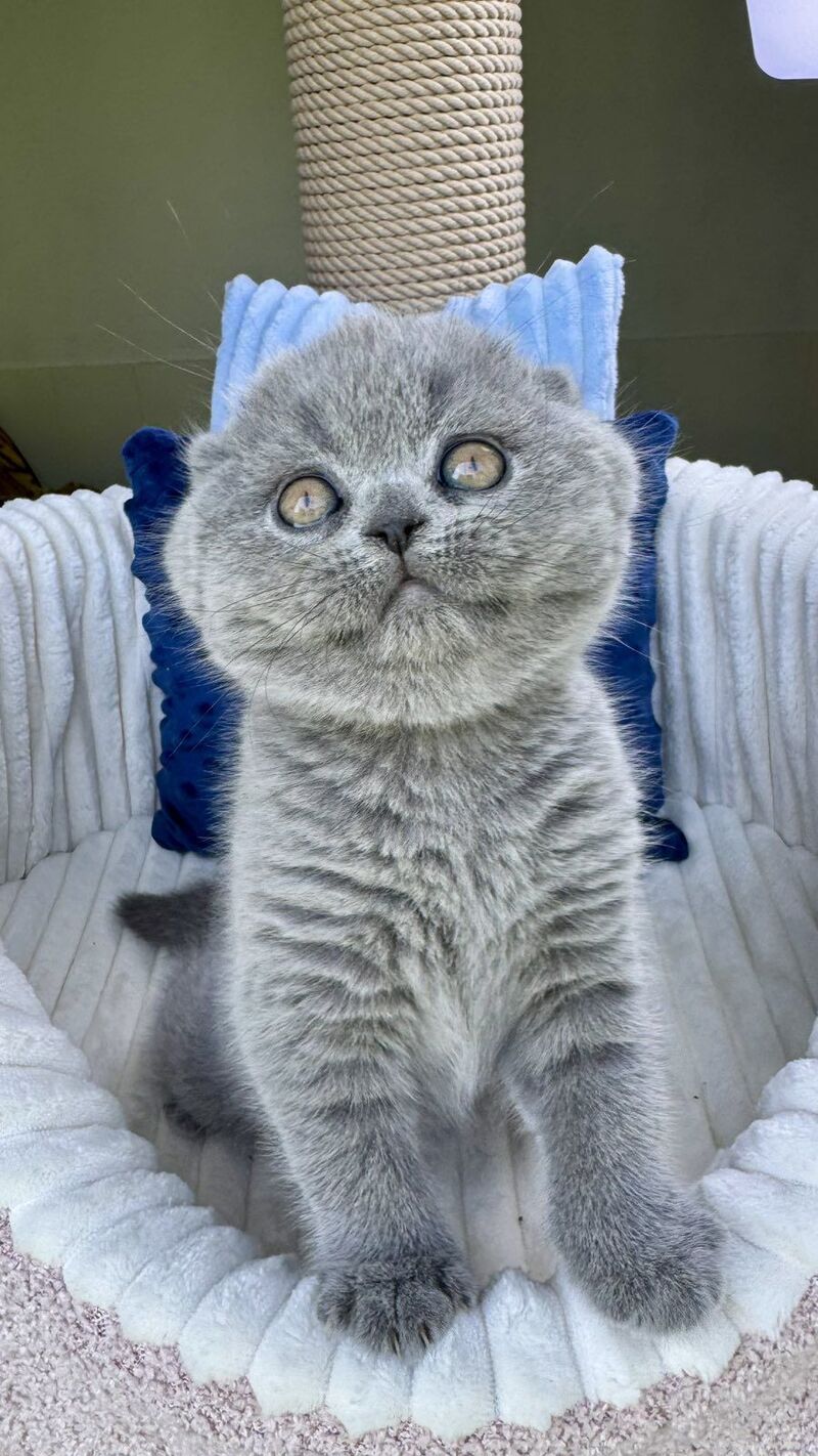 Trevor Scottish Fold male, blue
