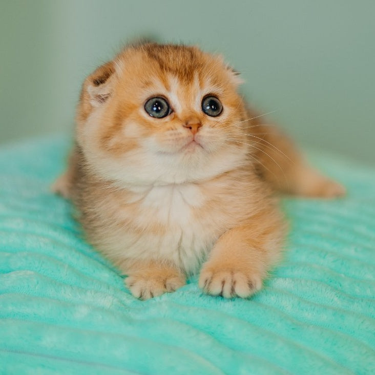 Eva Scottish Fold female, black golden ticked tabby
