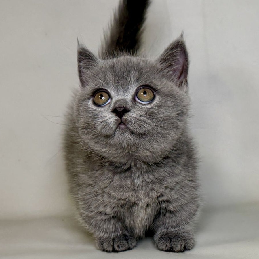 Obi Munchkin female, blue