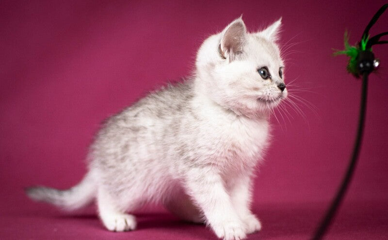 Calvin Scottish Straight male black silver shaded - live animals