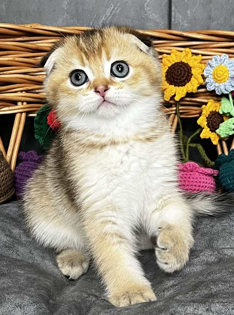 Konan Scottish Fold male black golden ticked tabby - live animals