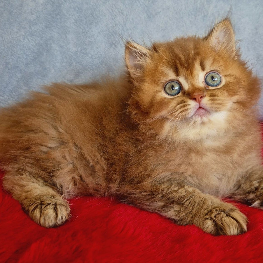 Dustin British Longhair male, chocolate golden ticked tabby
