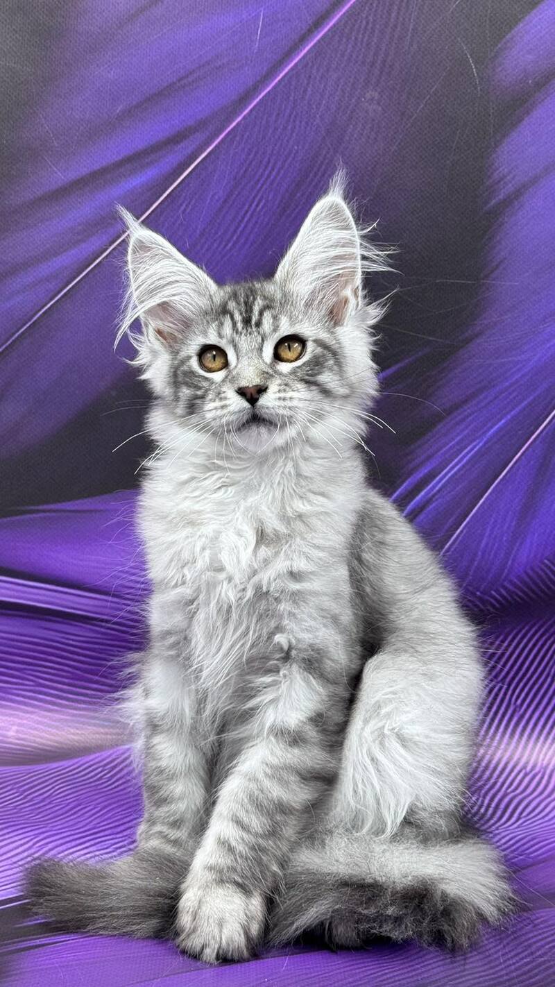 Moncler Maine Coon male, black silver tabby