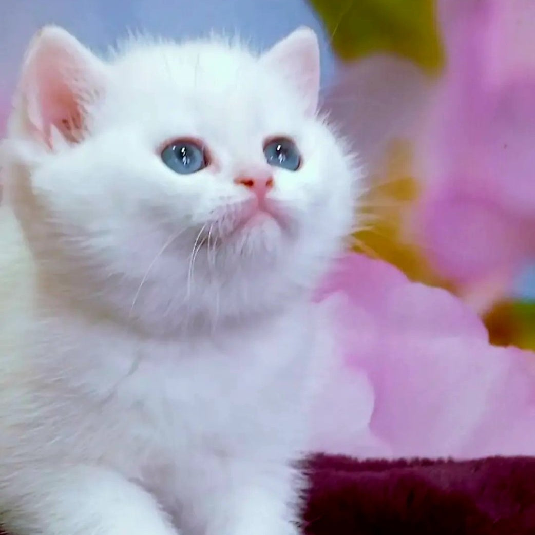 Irma British Shorthair female, black golden shaded