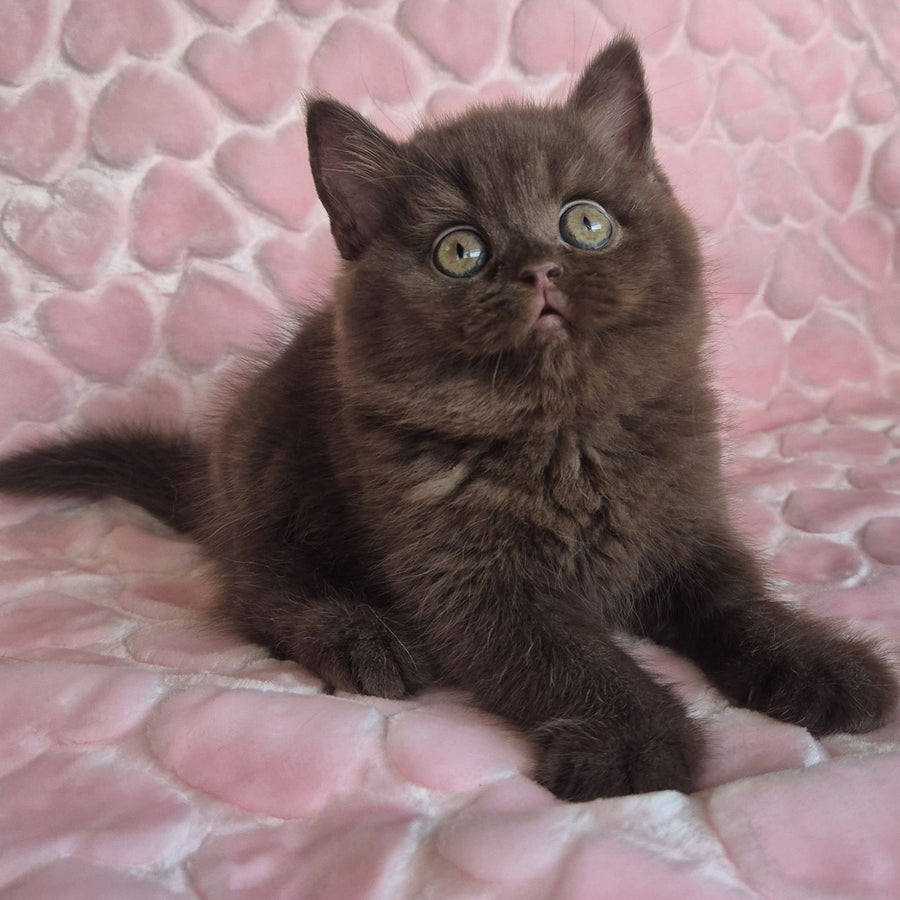 Julia British Shorthair female, chocolate