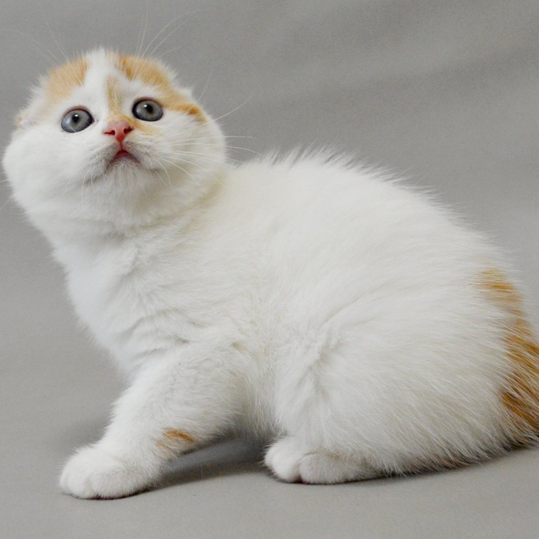 Xanthe Scottish Fold female, red silver tabby van