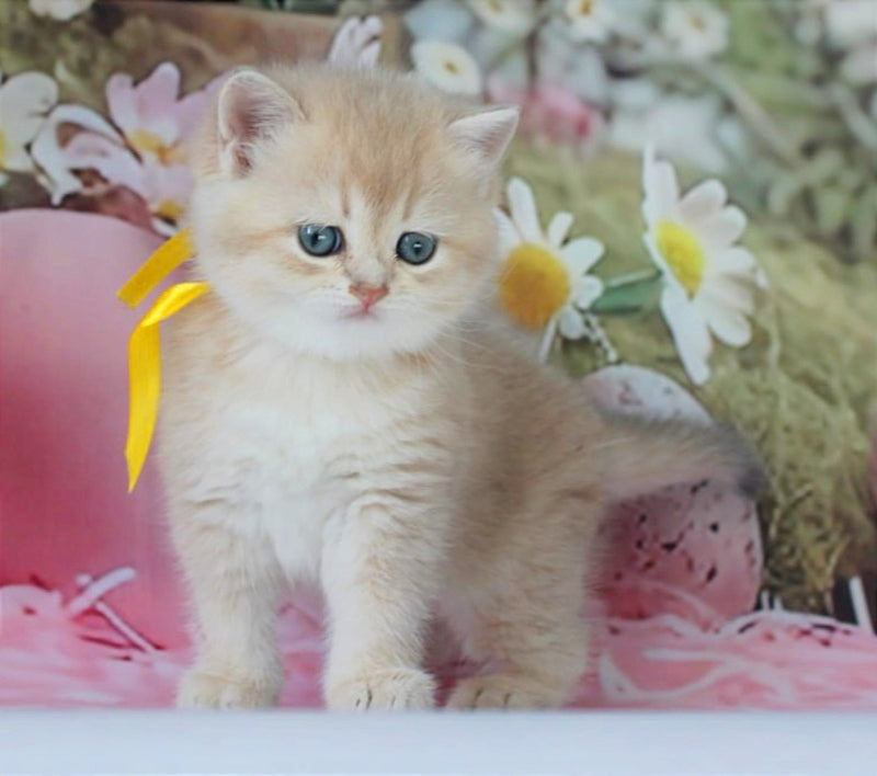 Fialka British Shorthair female blue golden chinchilla live animals