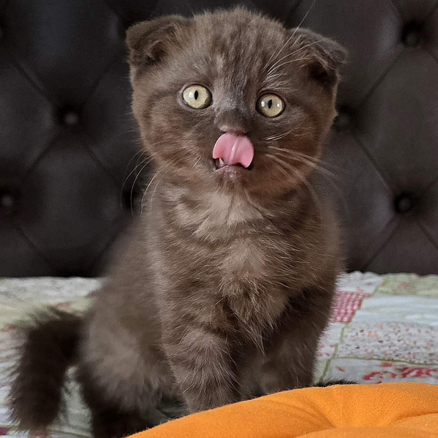 Cookie Scottish Fold male, chocolate