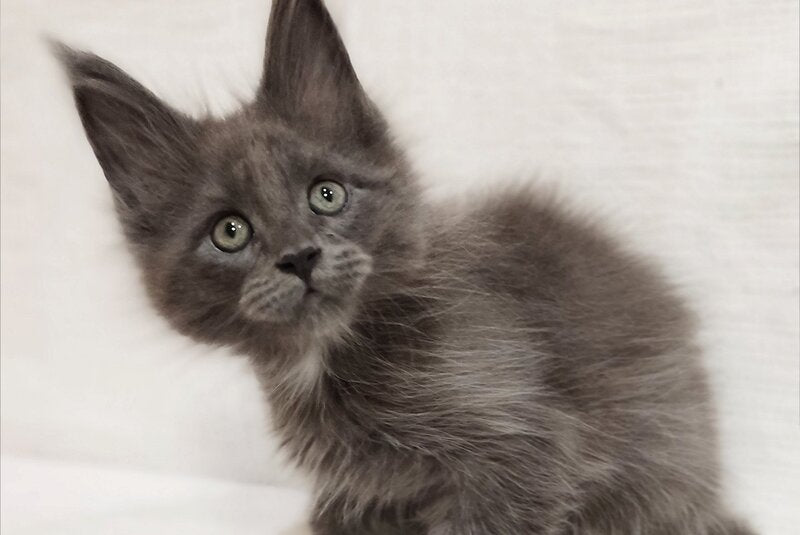 Dzhonik Maine Coon male, blue silver with white