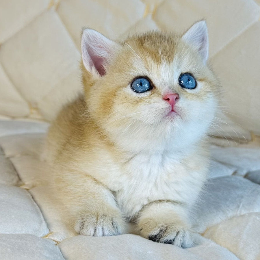 Finik British Shorthair male, black golden shaded with white