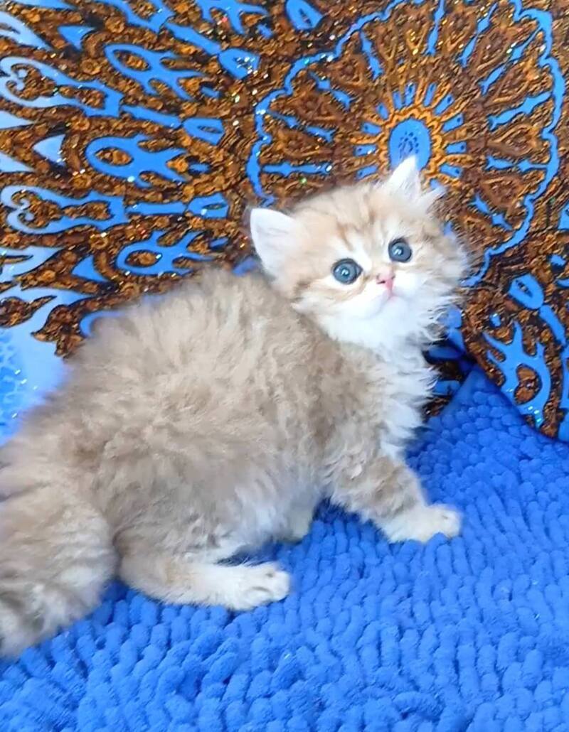 Whiskey British Longhair male black golden shaded - live animals