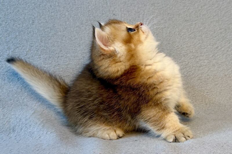 Lumiq Munchkin male black golden ticked tabby - live animals