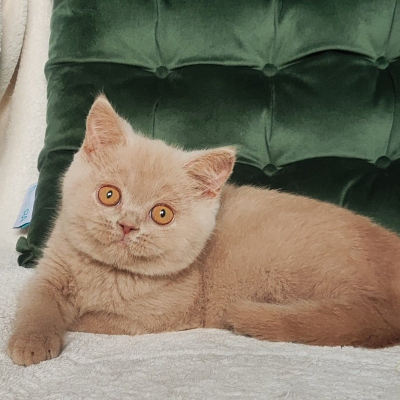 Ukki British Shorthair male, fawn