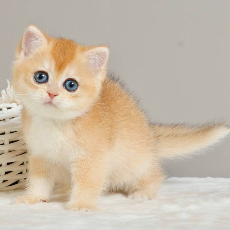 Yan British Shorthair male, black golden chinchilla