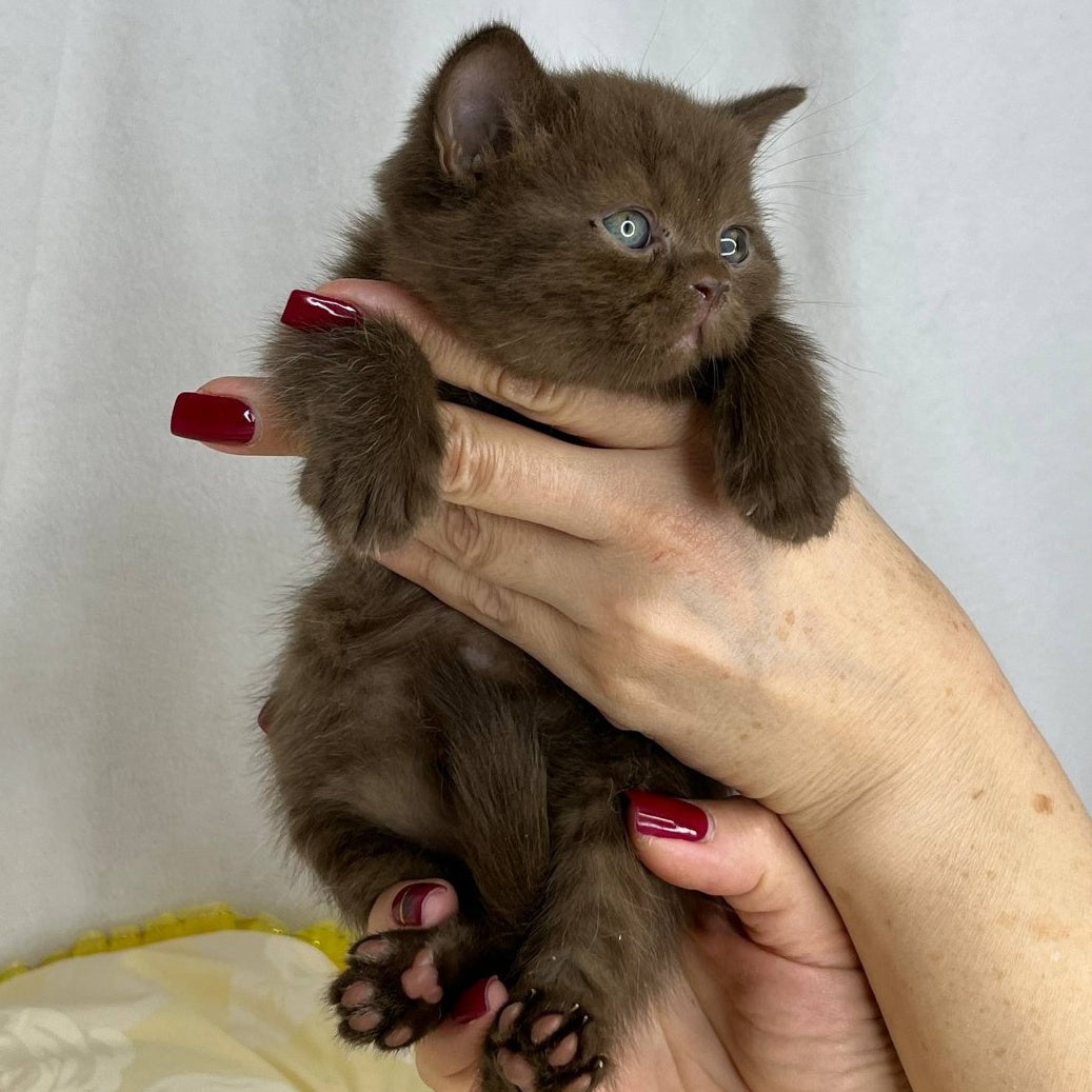 Benny British Shorthair male, chocolate