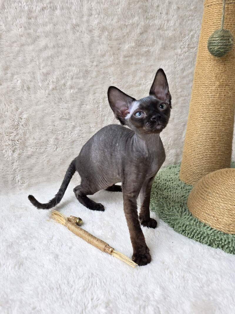 Carmensita Devon Rex female black - live animals