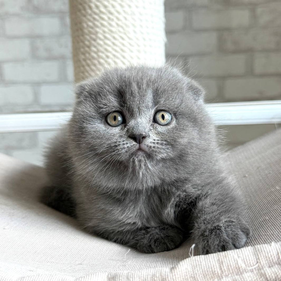 Nora Scottish Fold female, blue