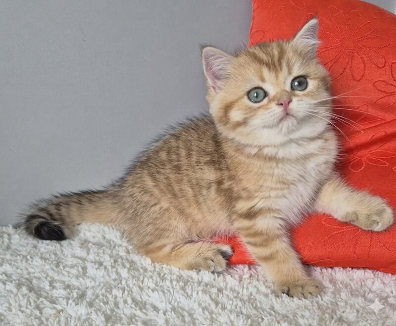Muffin British Shorthair male chocolate golden spotted tabby - live animals