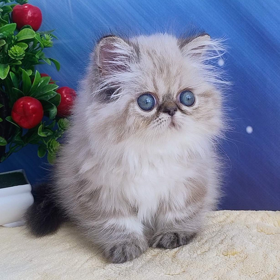 Sindi Persian female, black pointed