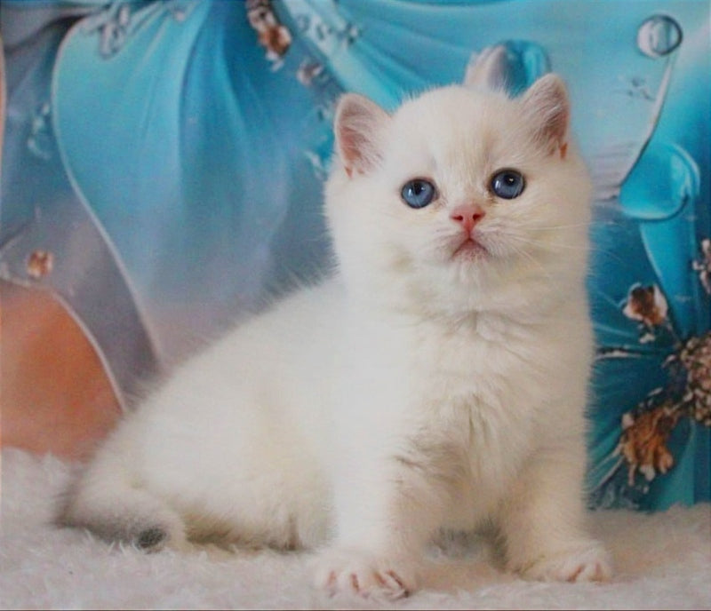 Grey British Shorthair male, blue golden chinchilla