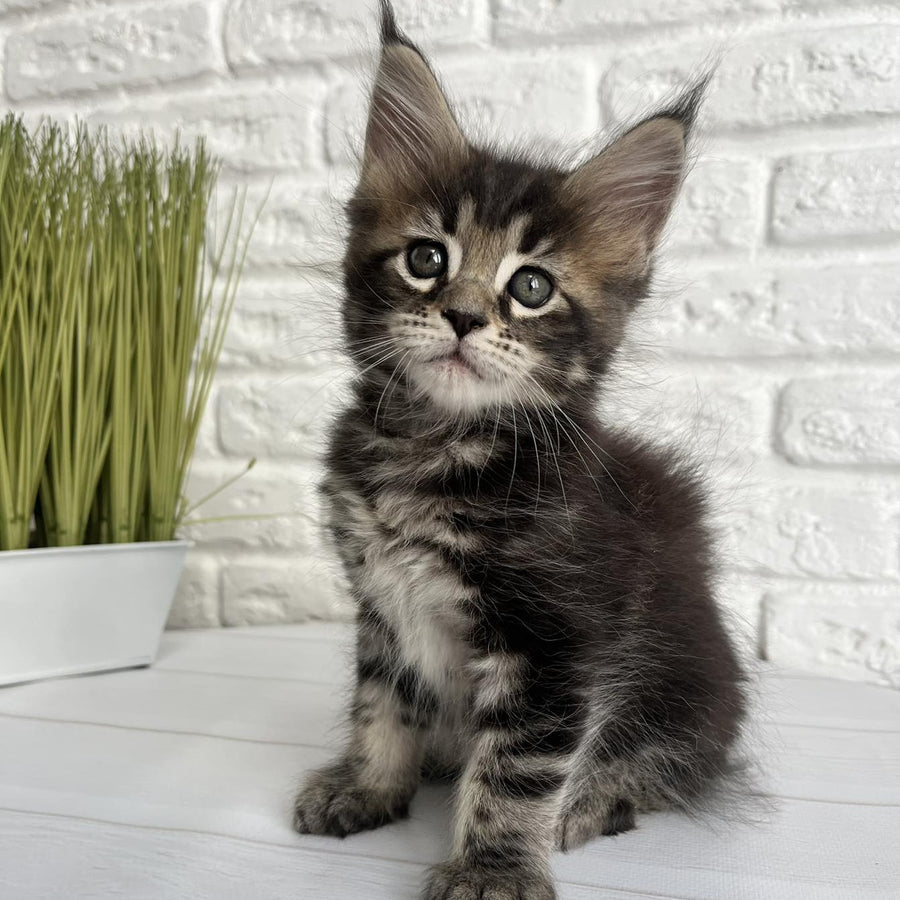 Janny Maine Coon female, black tabby