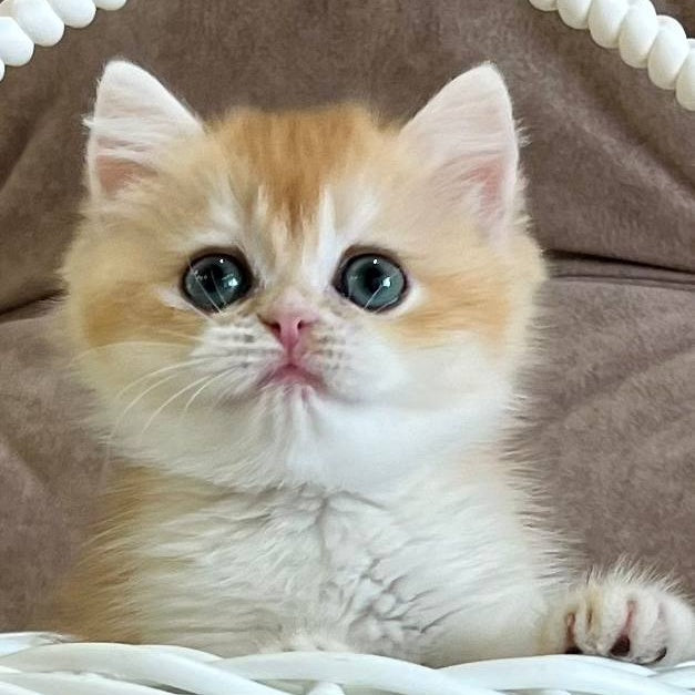 Zhorik British Shorthair male, black golden chinchilla