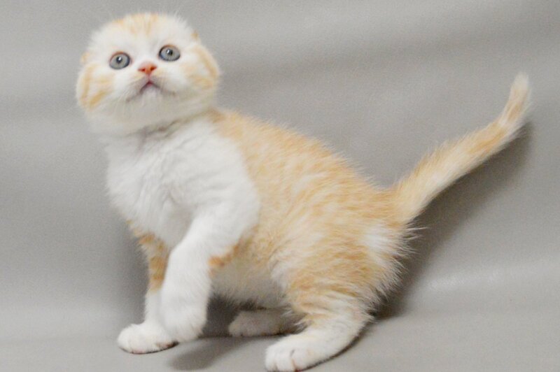 Vincent Scottish Fold male, red silver spotted tabby bicolour
