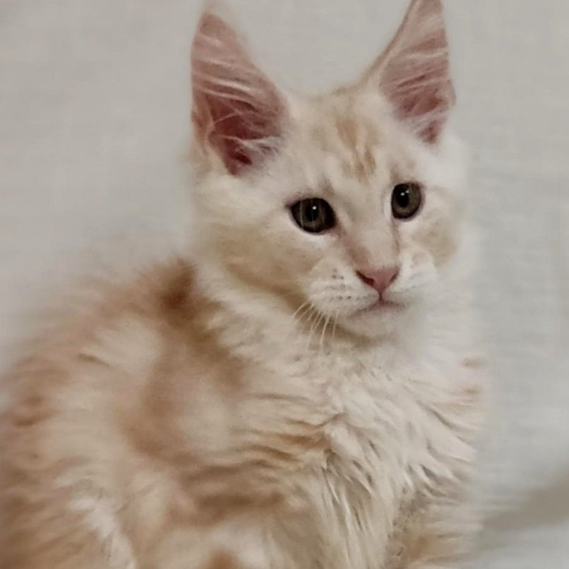 Korzhik Maine Coon male, red silver tabby