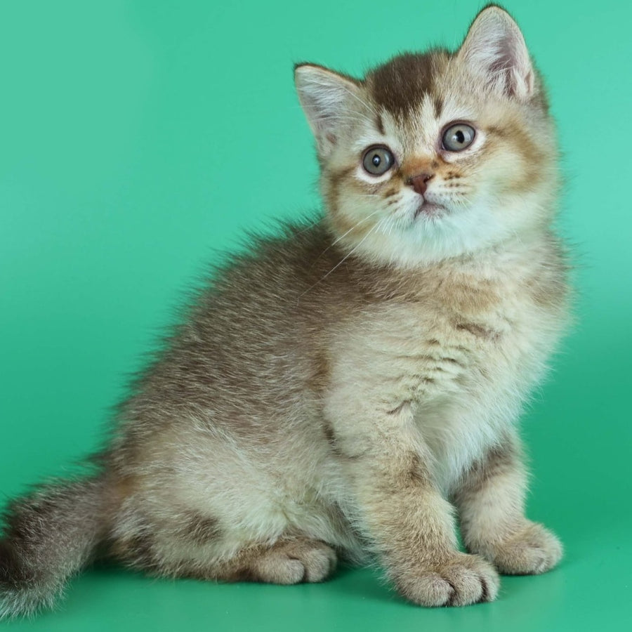 Jina British Shorthair female, chocolate ticked tabby